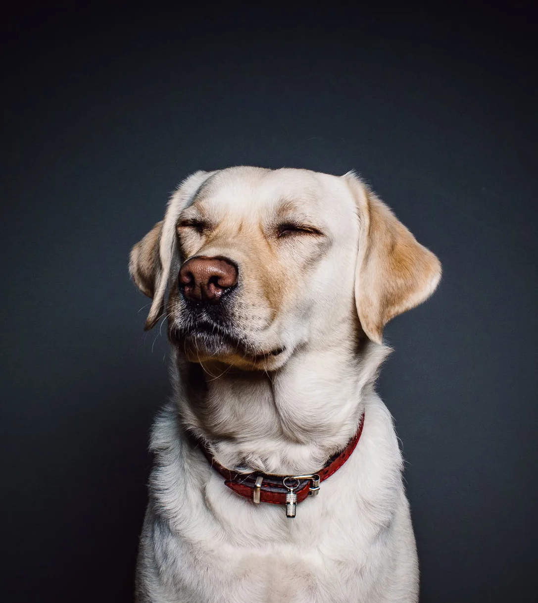 cremazione-cani-gatti-liguria